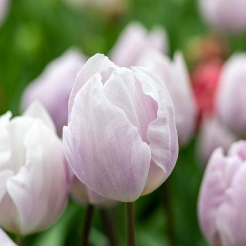 Tulipan 'Silver Cloud'